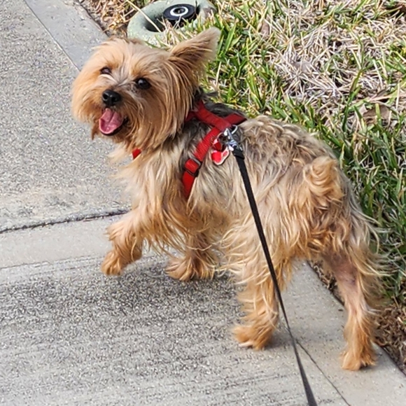 Meet your Posher, Elle in Chanel Girl for Life - Picture 2 of 3